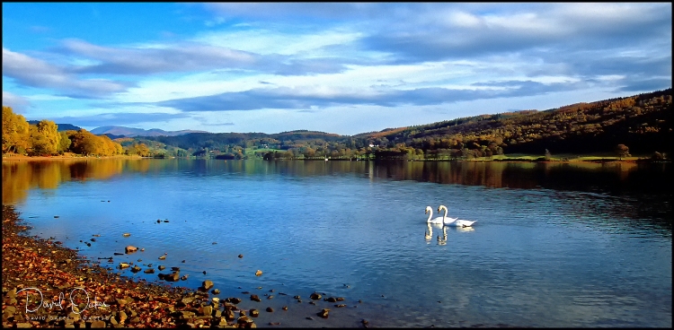 Cumbrian-Swans-text