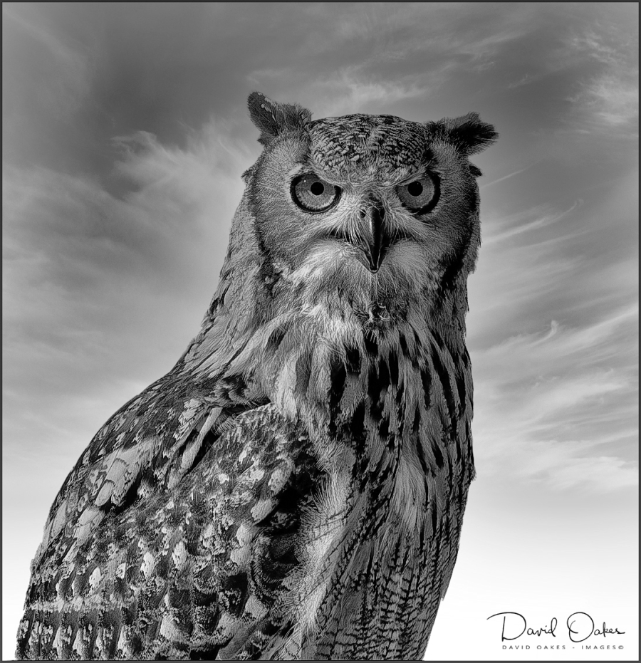 Wize-Owl-2